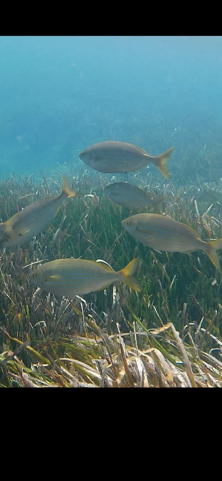 A school of fish swimming above seagrass in clear water